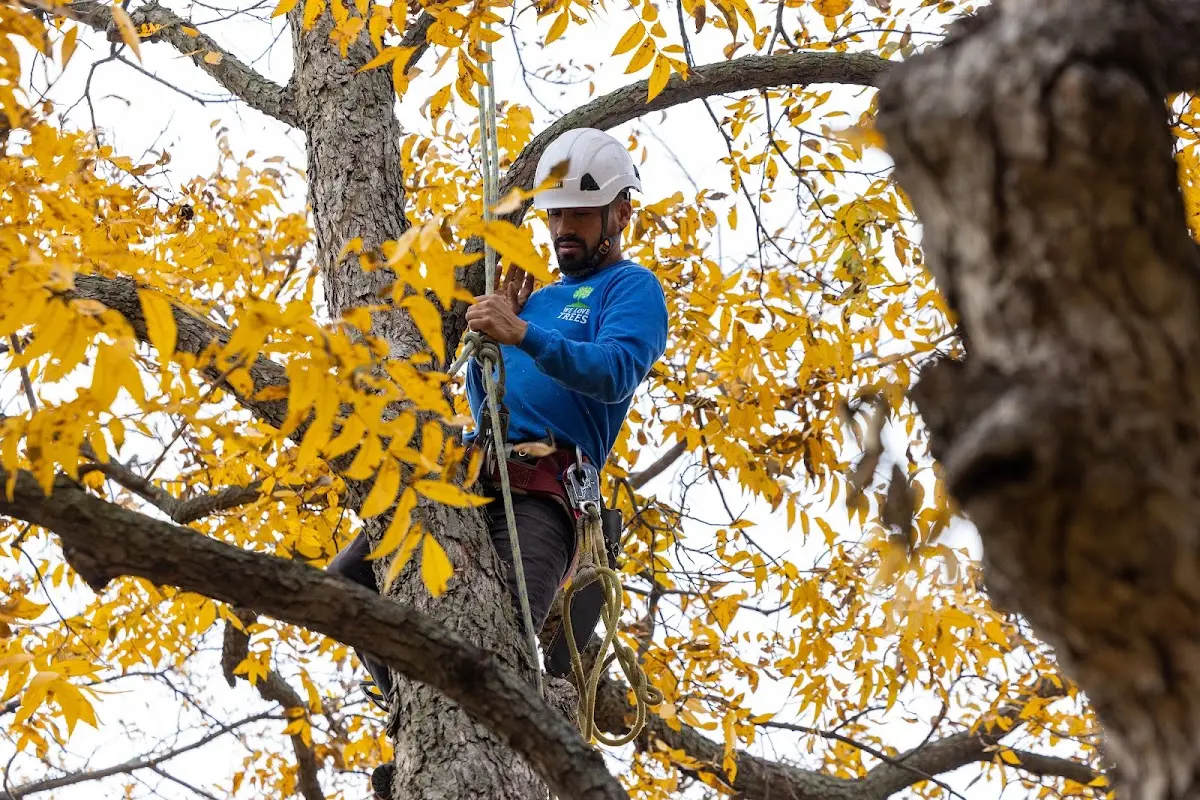Skilled Storm Damage Cleanup crew working in Occoquan